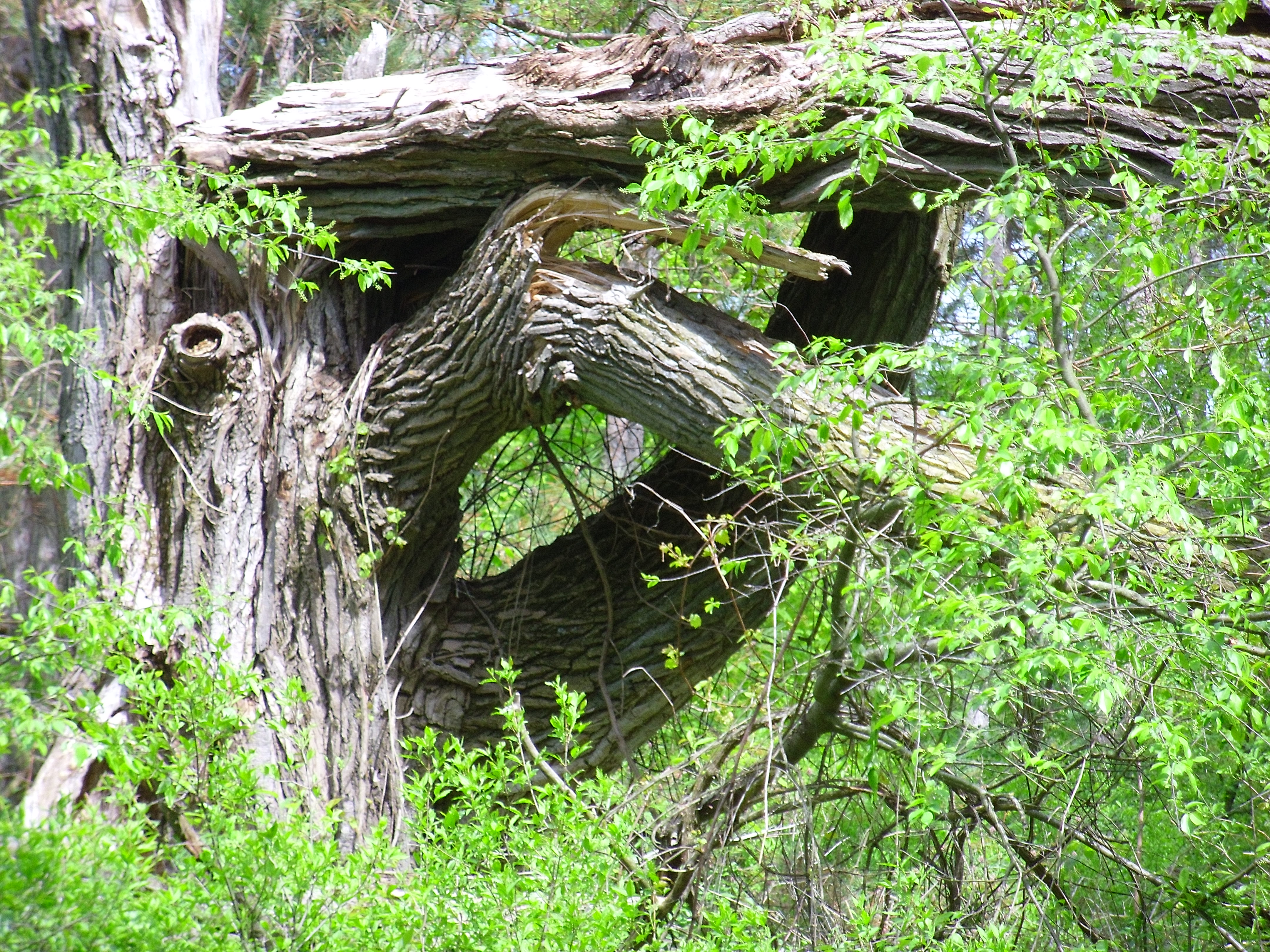 An interesting stump that formed a circle