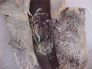 Running Buffalo on feather mounted on bark