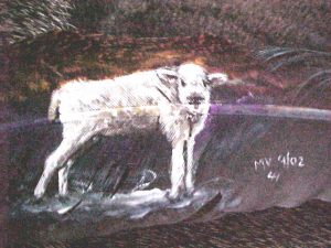 Miracle w/sunset on feather