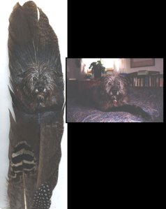 Billy, dog with photo on feather