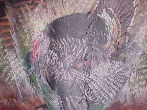 Close-up of Turkey on turkey fan feathers