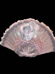 Turkey on turkey fan feathers