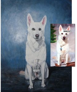 Bailey-white German Shepherd on deer hide